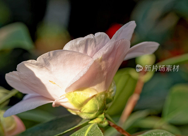 茶花(Camellia japonica L.)“戴维斯D.W.”